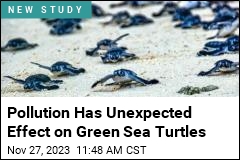 For Green Sea Turtles, a Big Problem: Too Many Girls