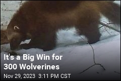 After a Decades-Long Debate, US to Protect Wolverines