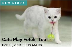 It&#39;s Not Just Dogs Who Play Fetch