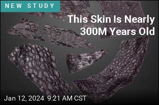 This Modern-Looking Reptile Skin Is Nearly 300M Years Old