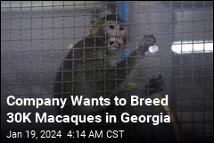 PETA Slams Plans for Georgia Monkey-Breeding Facility