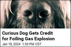 Dog Credited With Prevented a Gas Leak Explosion