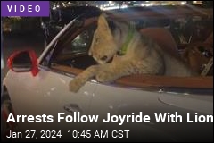 Arrests Follow Joyride With Lion