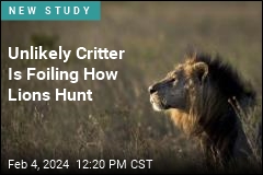 Unlikely Critter Is Foiling How Lions Hunt