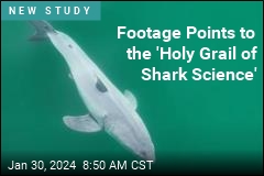 Footage Points to the &#39;Holy Grail of Shark Science&#39;