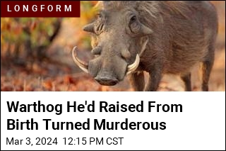 Warthog He&#39;d Raised From Birth Turned Murderous