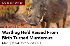 Warthog He&#39;d Raised From Birth Turned Murderous