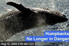 Humpbacks No Longer in Danger