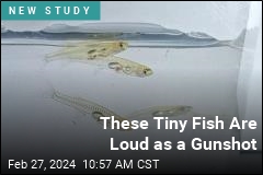 These Tiny Fish Are Louder Than Elephants