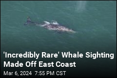 &#39;Extinct&#39; Gray Whale Seen Off Nantucket