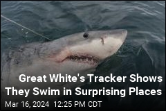 Great White&#39;s Tracker Shows They Swim in Surprising Places
