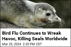 Bird Flu Continues to Wreak Havoc, Killing Seals Worldwide