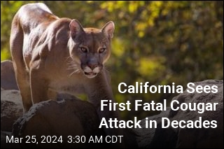 California Sees First Fatal Mountain Lion Attack in Decades