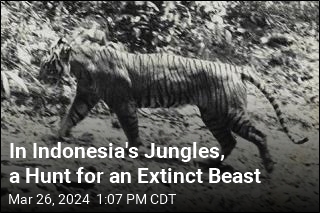 In Indonesia&#39;s Jungles, a Hunt for an Extinct Beast