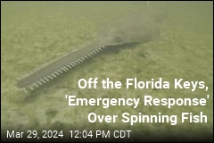 Off the Florida Keys, &#39;Emergency Response&#39; Over Spinning Fish
