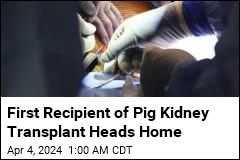 First Recipient of Pig Kidney Transplant Leaves Hospital
