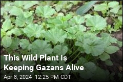 This Wild Plant Is Keeping Gazans Alive
