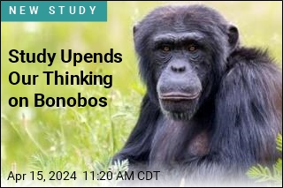 Study Upends Our Thinking on Bonobos
