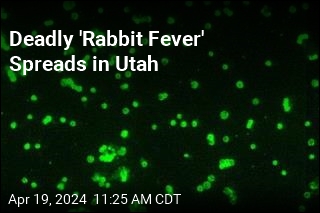 Deadly &#39;Rabbit Fever&#39; Spreads in Utah