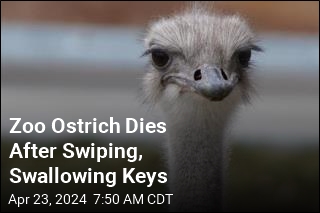 Zoo Ostrich Dies After Stealing, Swallowing Keys