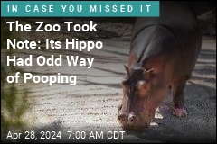 The Zoo Took Note: Its Hippo Had Odd Way of Pooping