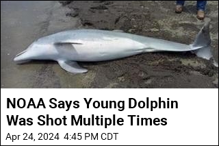NOAA Offers $20K Reward for Dolphin Killer