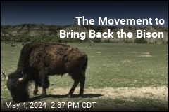 The Movement to Bring Back the Bison