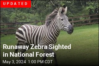 Runaway Zebras Captured Near Seattle