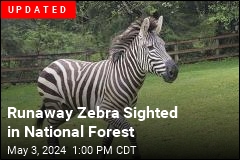 Runaway Zebras Captured Near Seattle