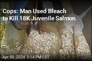 Cops: Man Used Bleach to Kill 18K Juvenile Salmon
