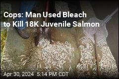 Cops: Man Used Bleach to Kill 18K Juvenile Salmon