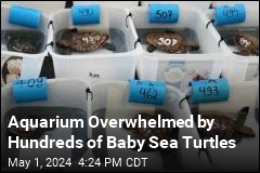Aquarium Adorably Swamped by 500 Needy Baby Turtles