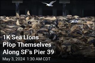 1K Sea Lions Plop Themselves Along SF&#39;s Pier 39