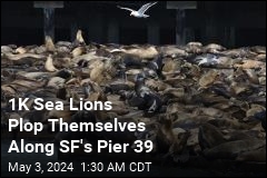 1K Sea Lions Plop Themselves Along SF&#39;s Pier 39