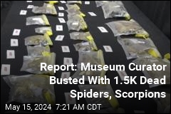 US Museum Curator Accused of Spider Smuggling in Turkey