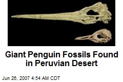 Giant Penguin Fossils Found in Peruvian Desert
