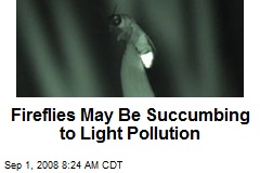 Fireflies May Be Succumbing to Light Pollution