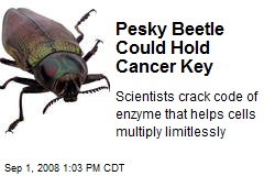 Pesky Beetle Could Hold Cancer Key