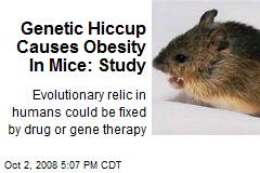 Genetic Hiccup Causes Obesity In Mice: Study