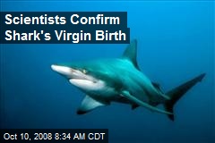 Scientists Confirm Shark's Virgin Birth
