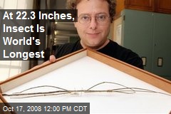 At 22.3 Inches, Insect Is World's Longest