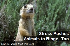 Stress Pushes Animals to Binge, Too