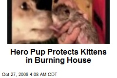Hero Pup Protects Kittens in Burning House