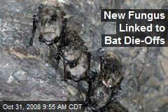 New Fungus Linked to Bat Die-Offs