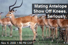 Mating Antelope Show Off Knees. Seriously.