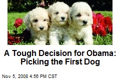 A Tough Decision for Obama: Picking the First Dog
