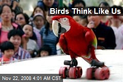 Birds Think Like Us