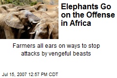 Elephants Go on the Offense in Africa