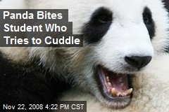 Panda Bites Student Who Tries to Cuddle