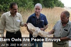 Barn Owls Are Peace Envoys